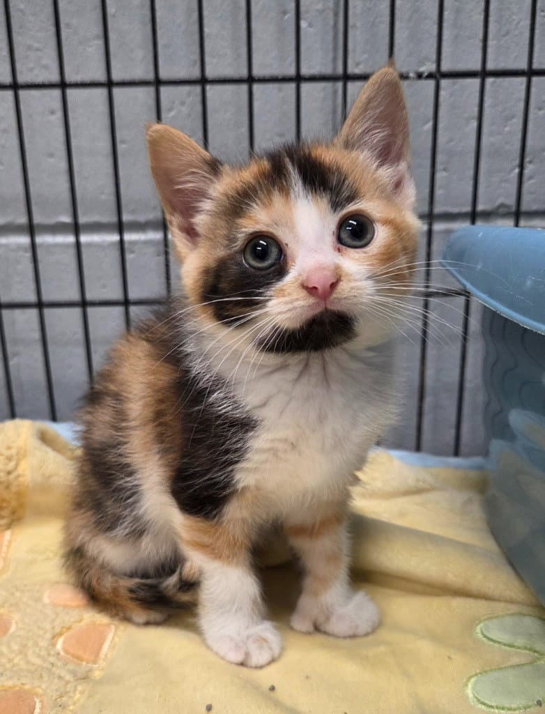 Callie - Calico