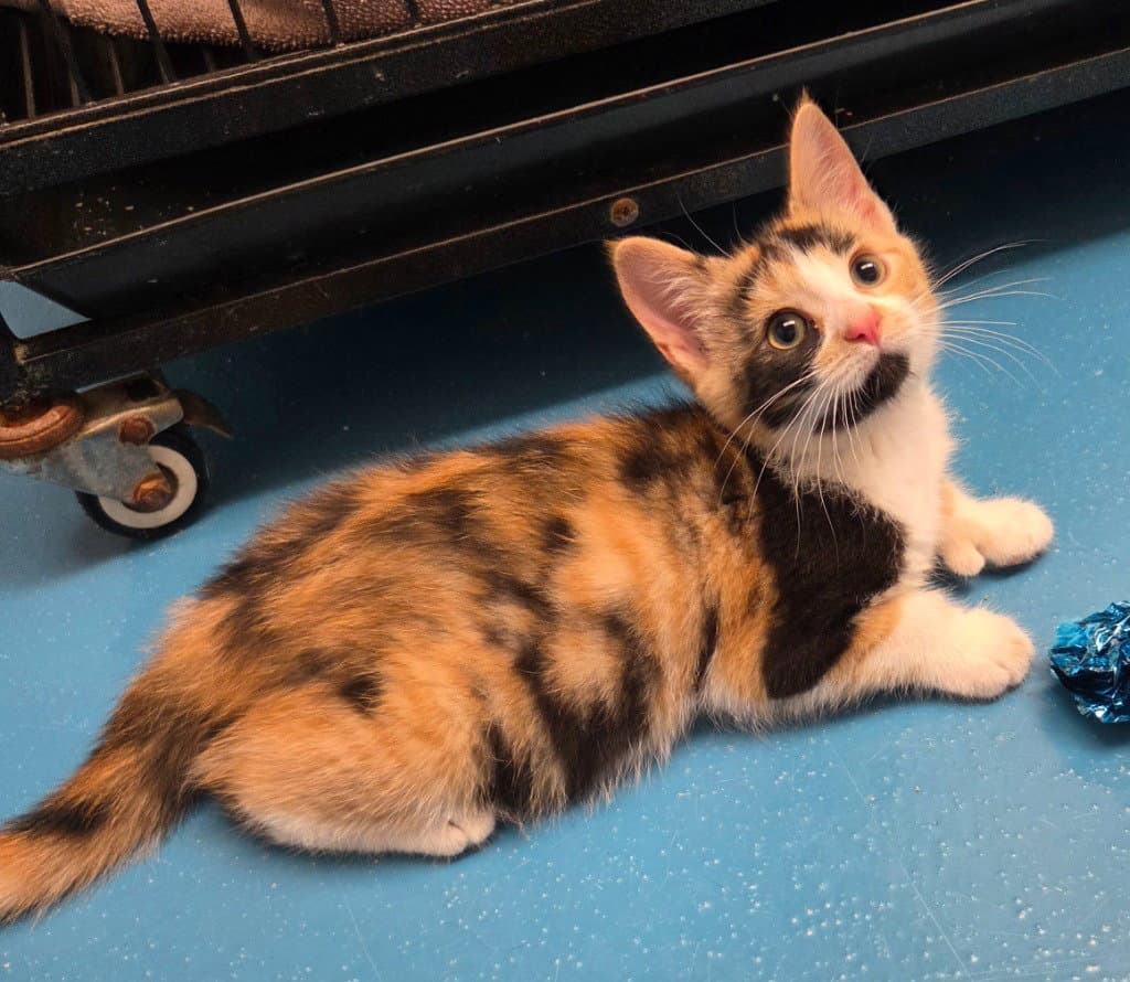 Callie - Calico
