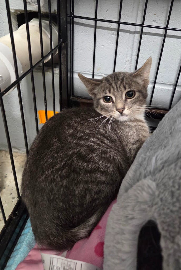 Trix - Domestic Short Hair