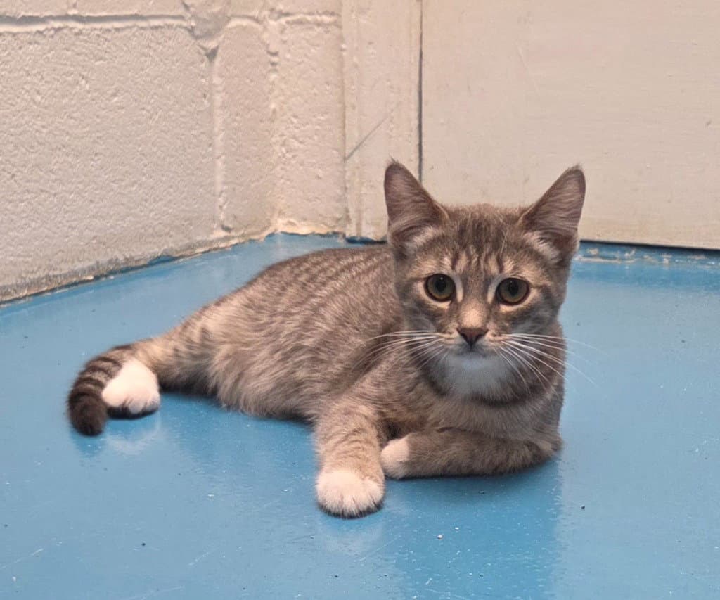 Trix - Domestic Short Hair