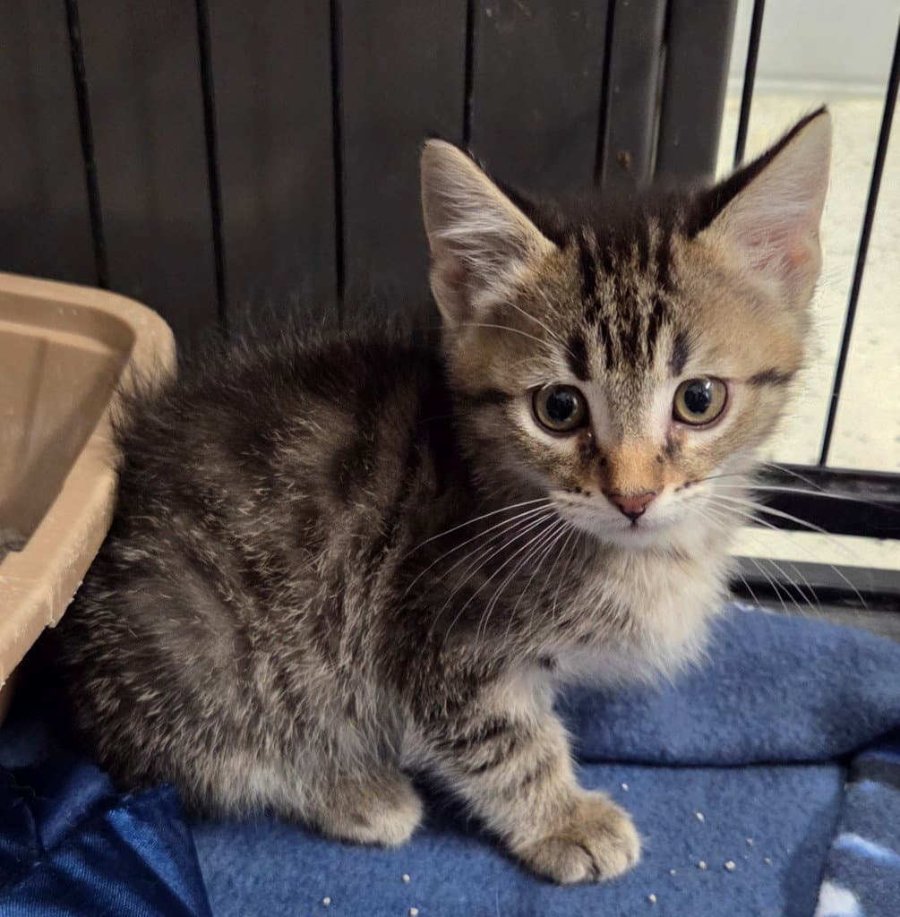Clyde - Domestic Short Hair
