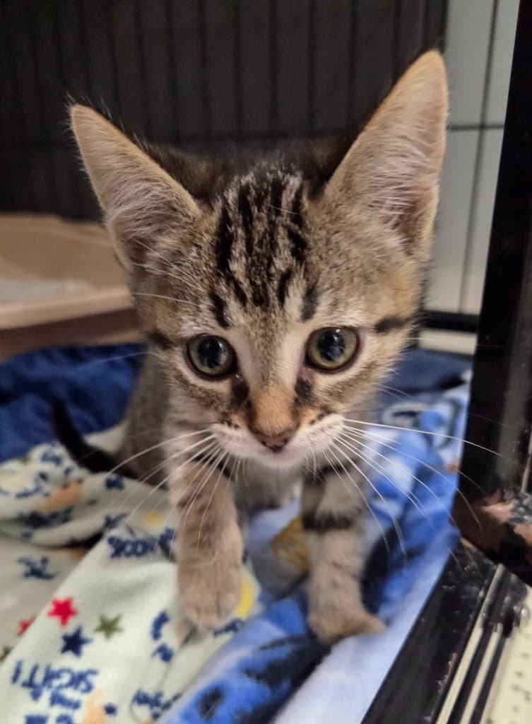 Bonnie - Domestic Short Hair