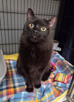Blackie image 1