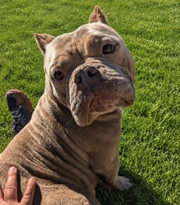 Roxy image 1