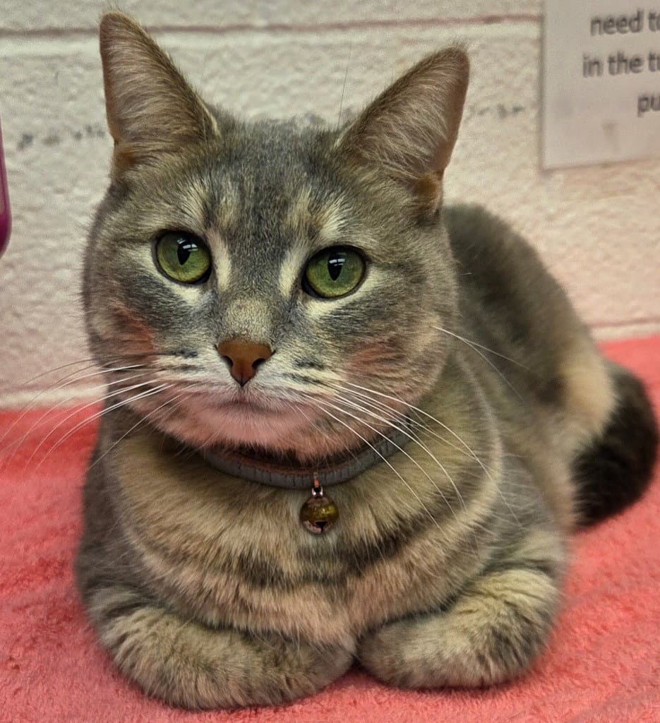 Mystique - Domestic Short Hair