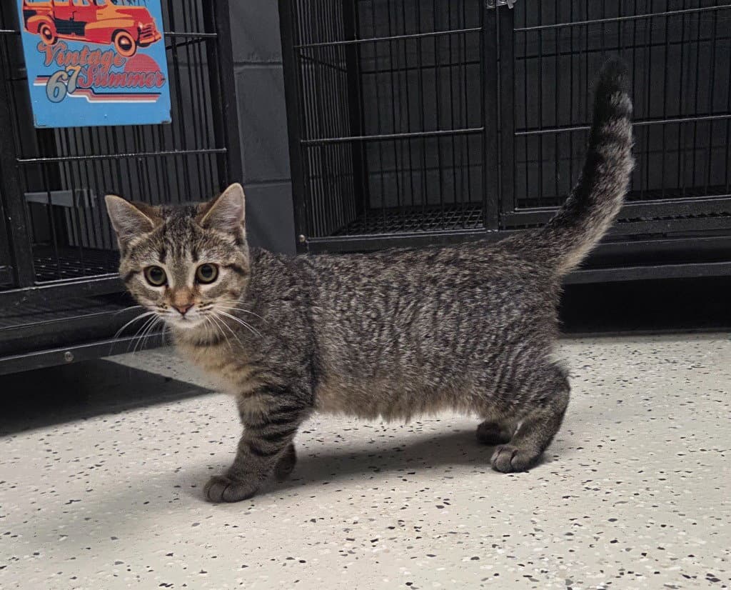 Latte - Domestic Short Hair