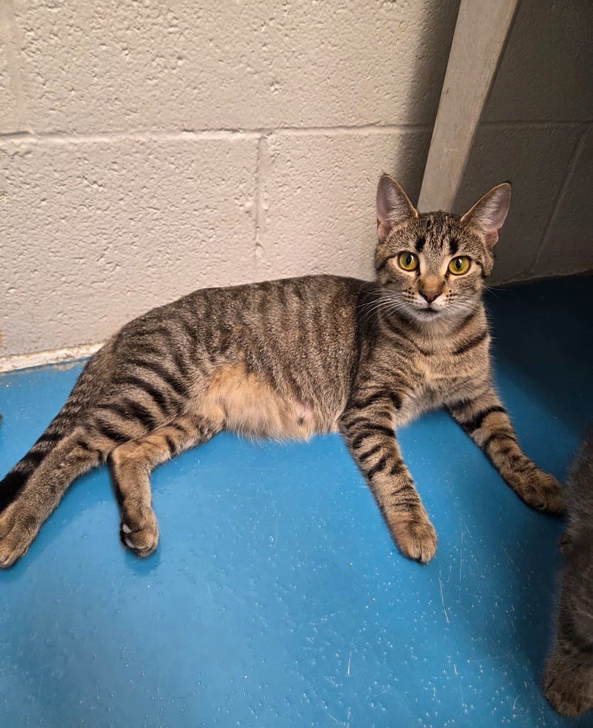 Mocha - Domestic Short Hair