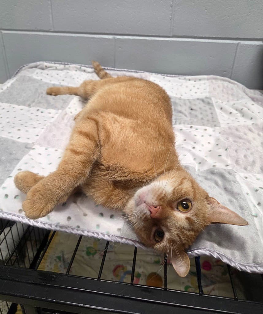 Pete - Domestic Short Hair