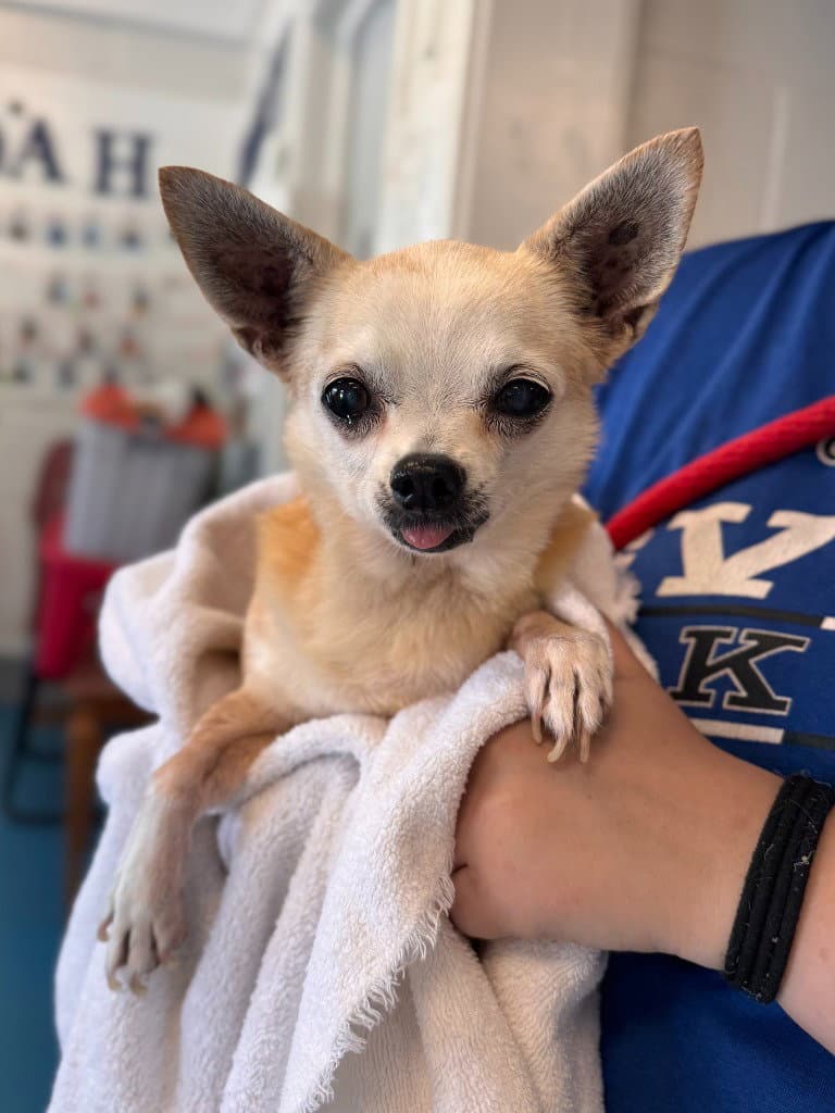 Micky - Chihuahua