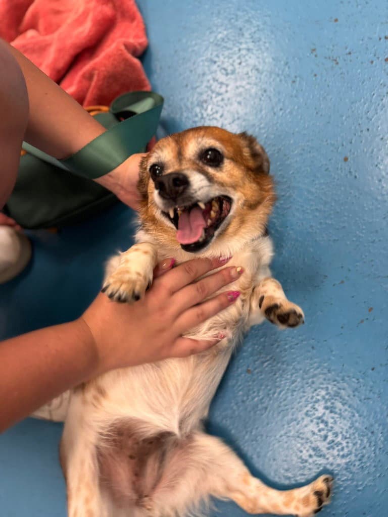 Maddie - Corgi