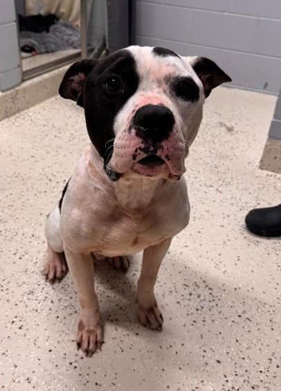 Petey - American Staffordshire Terrier
