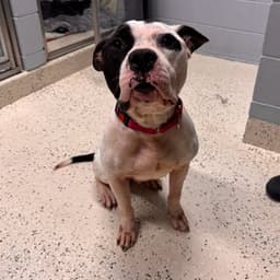 Petey image 3