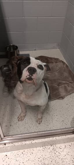 Petey image 4