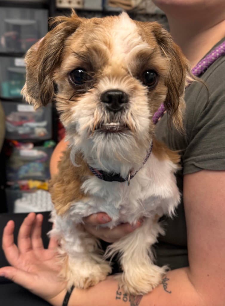 Wicket - Shih Tzu