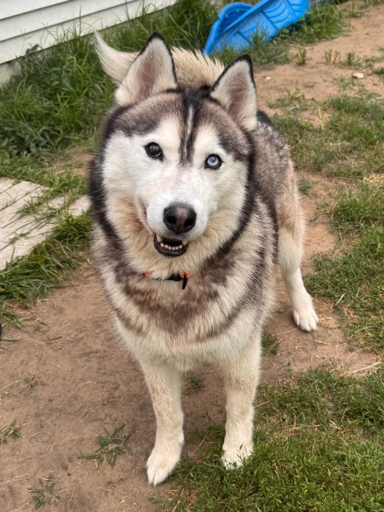 Falcon - Husky