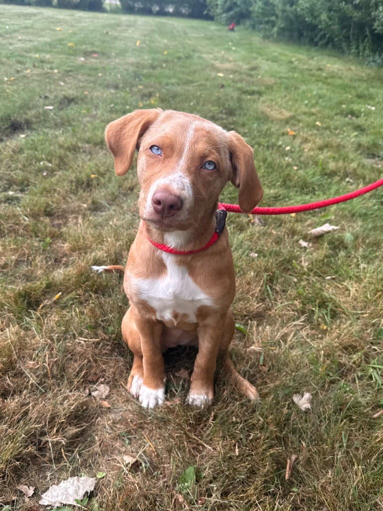 Coco - Vizsla