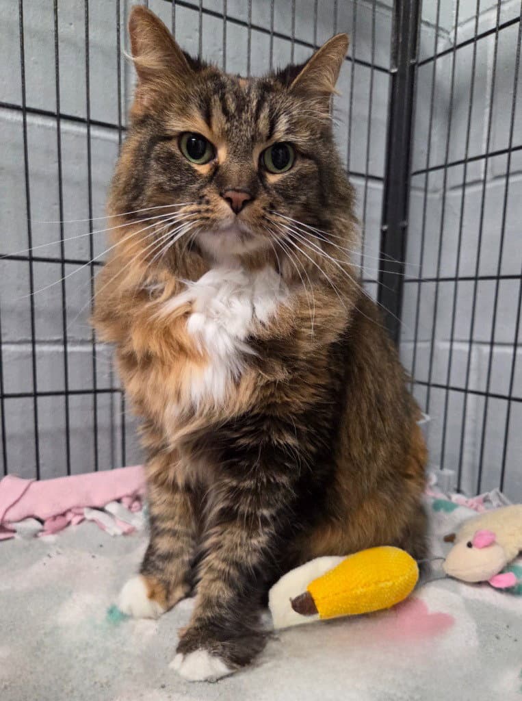 Millie Mae - Domestic Medium Hair