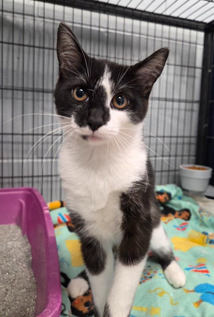 Bonkers - Domestic Short Hair