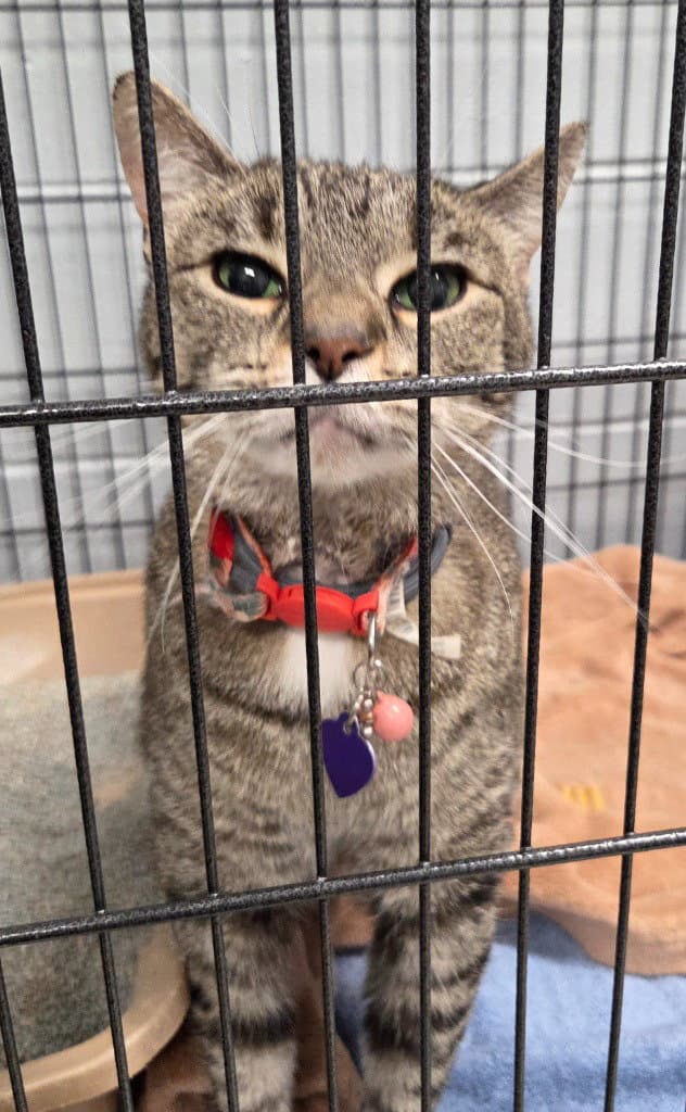 Anamoly - Domestic Short Hair