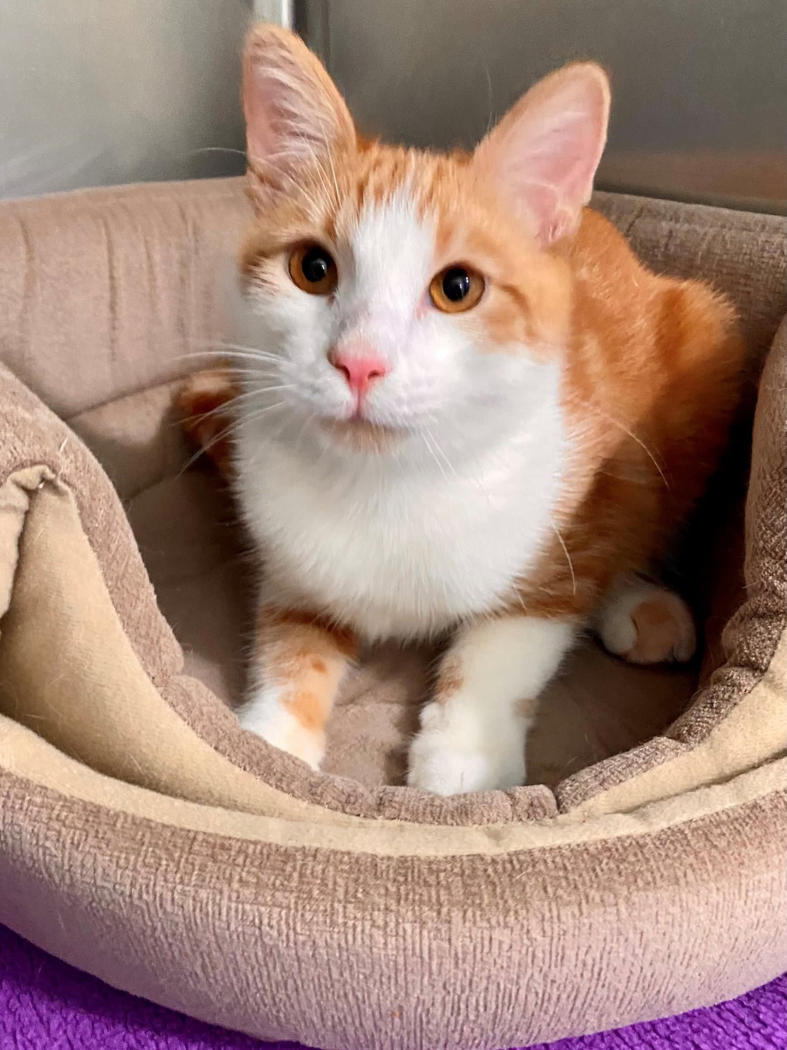 Sheldon - American Shorthair