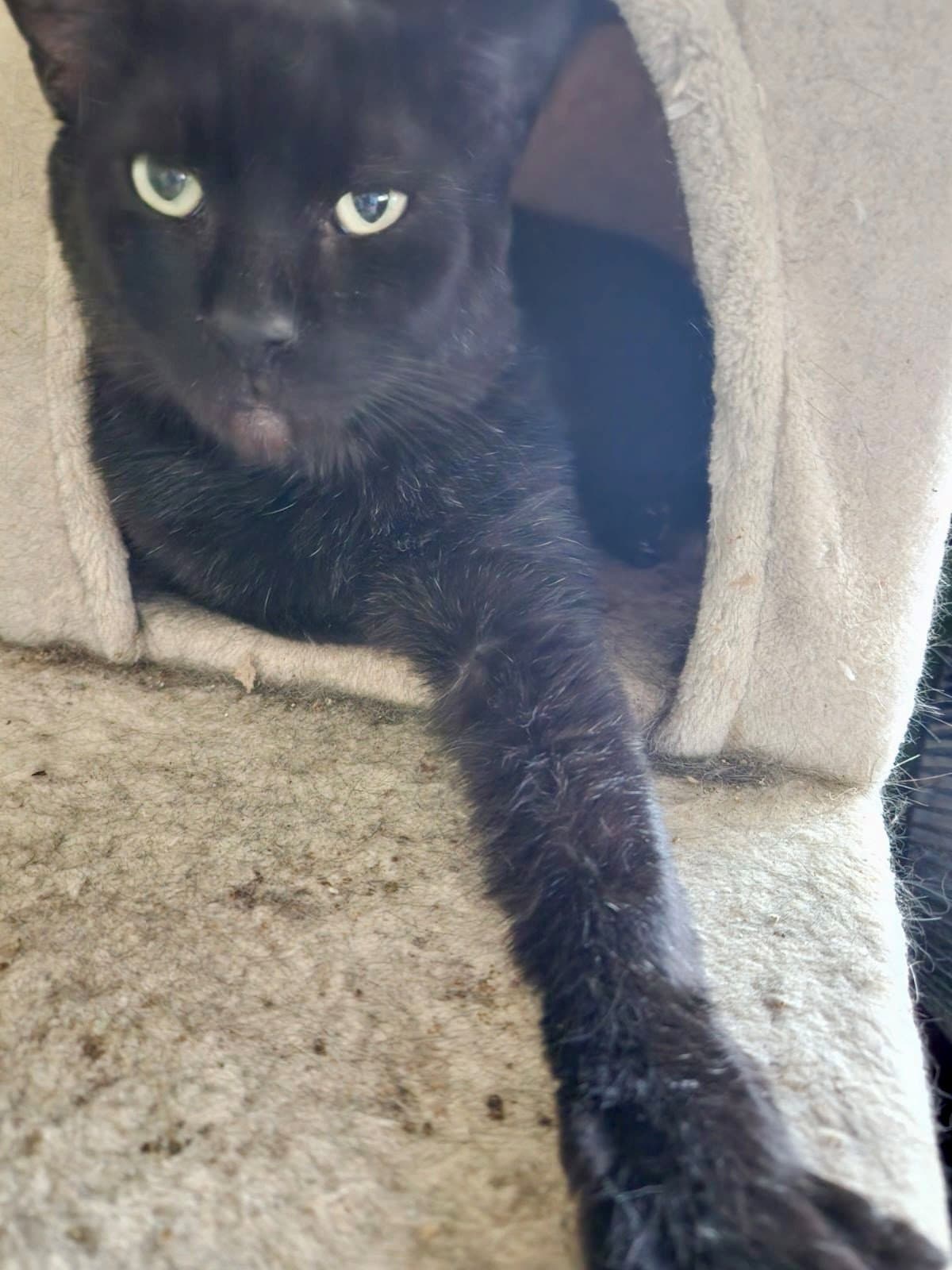 Jellybean - Domestic Short Hair