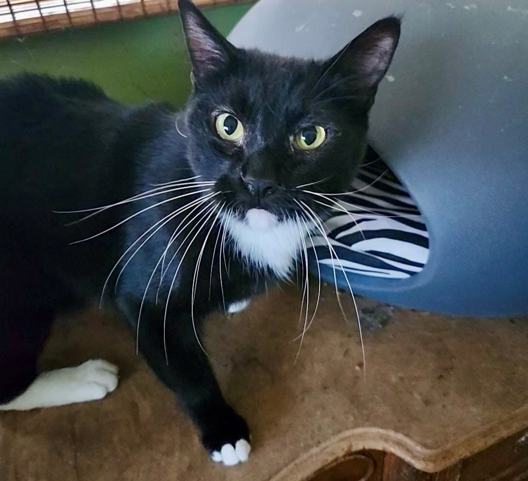 Kiki - Tuxedo