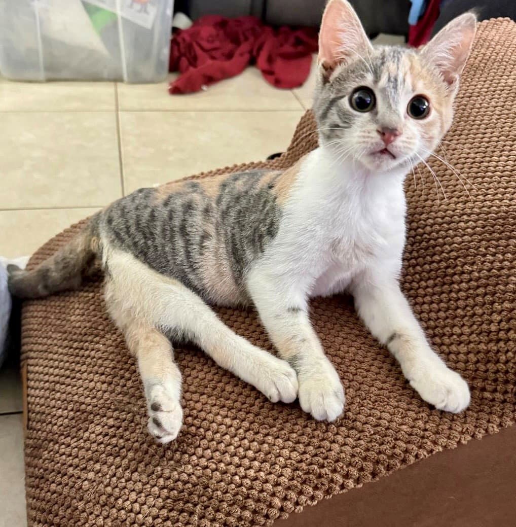 Lucy - Calico