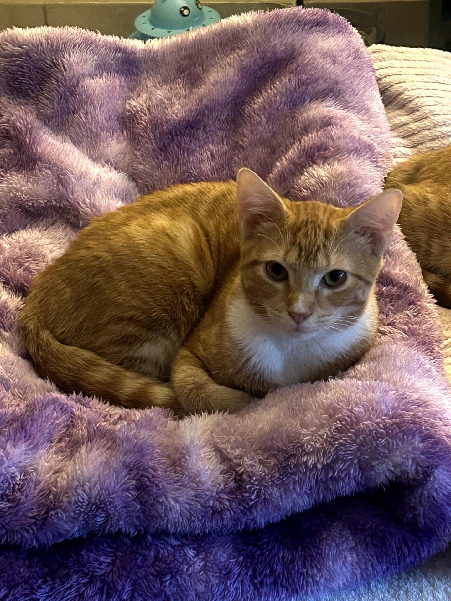 Lisa - American Shorthair