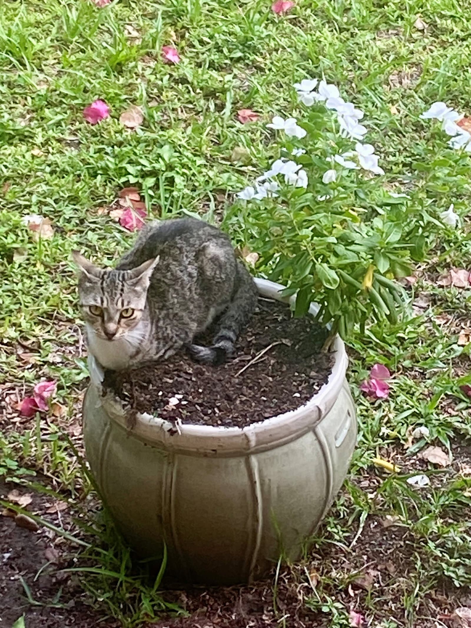 Foxy - American Shorthair