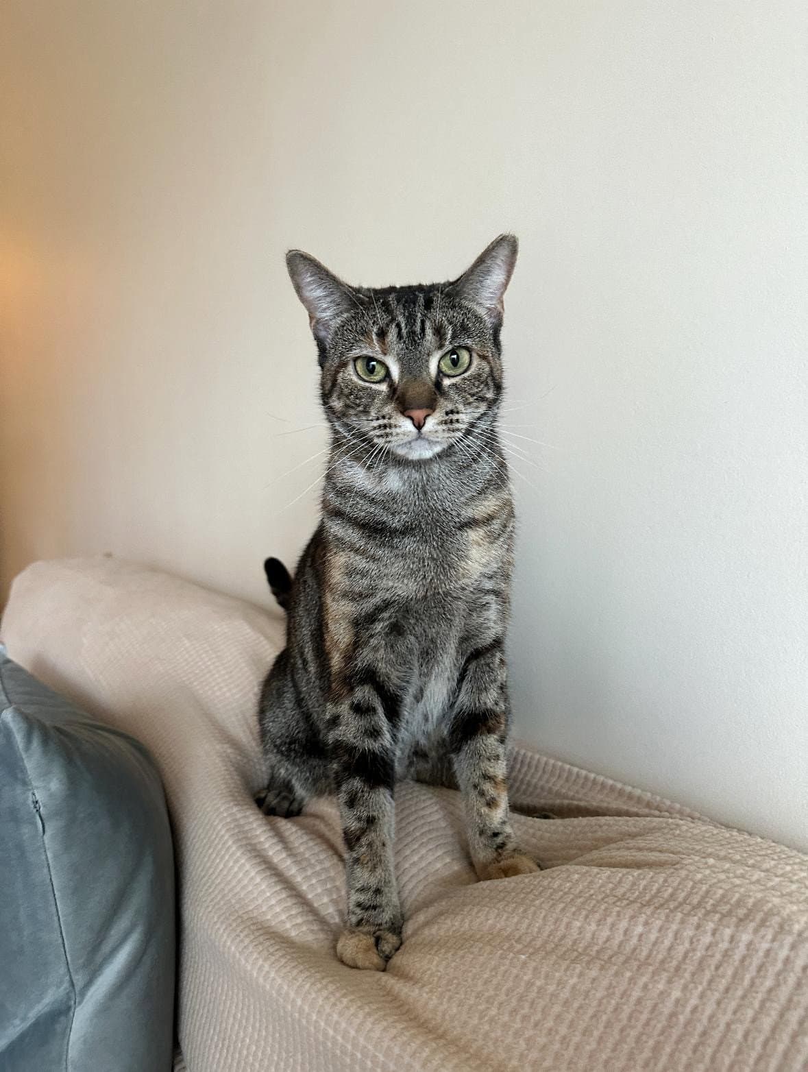 Luna - American Shorthair