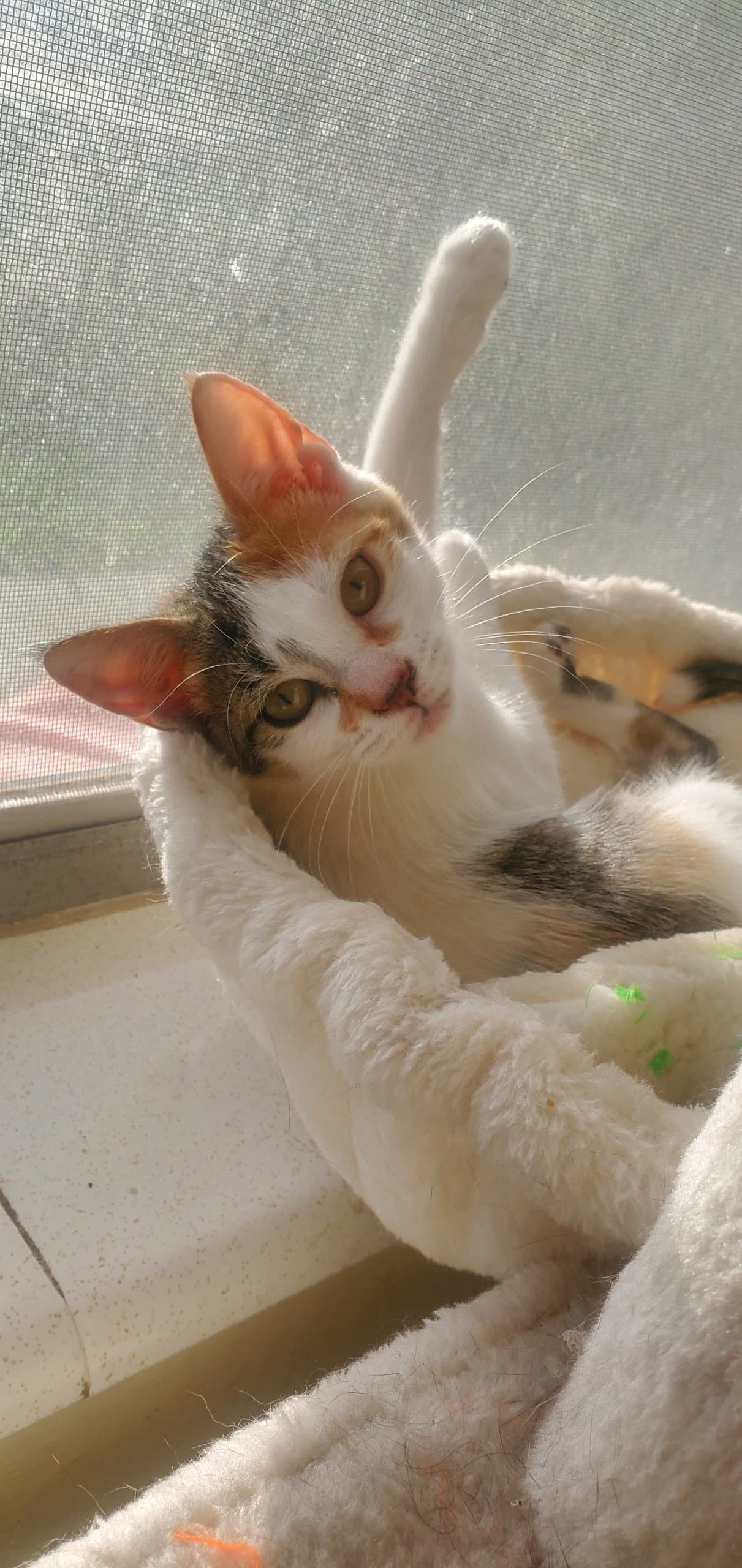 Daisy - American Shorthair
