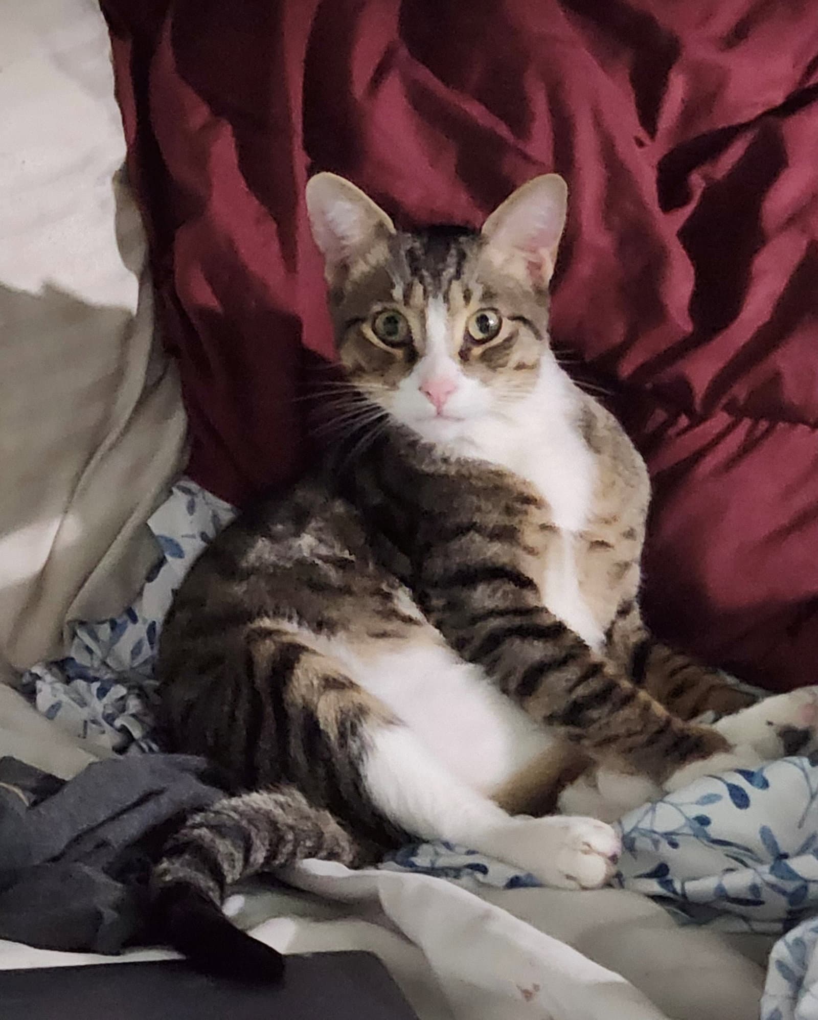 Felix - American Shorthair