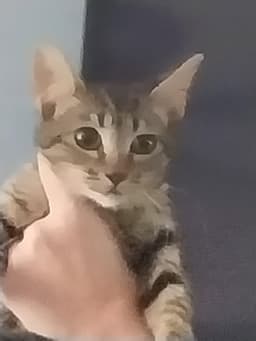 Padme image 2