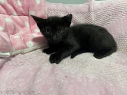 Bellatrix Baby image 3