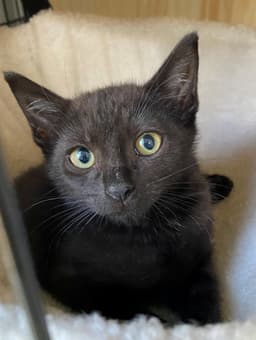 Bellatrix Baby image 1
