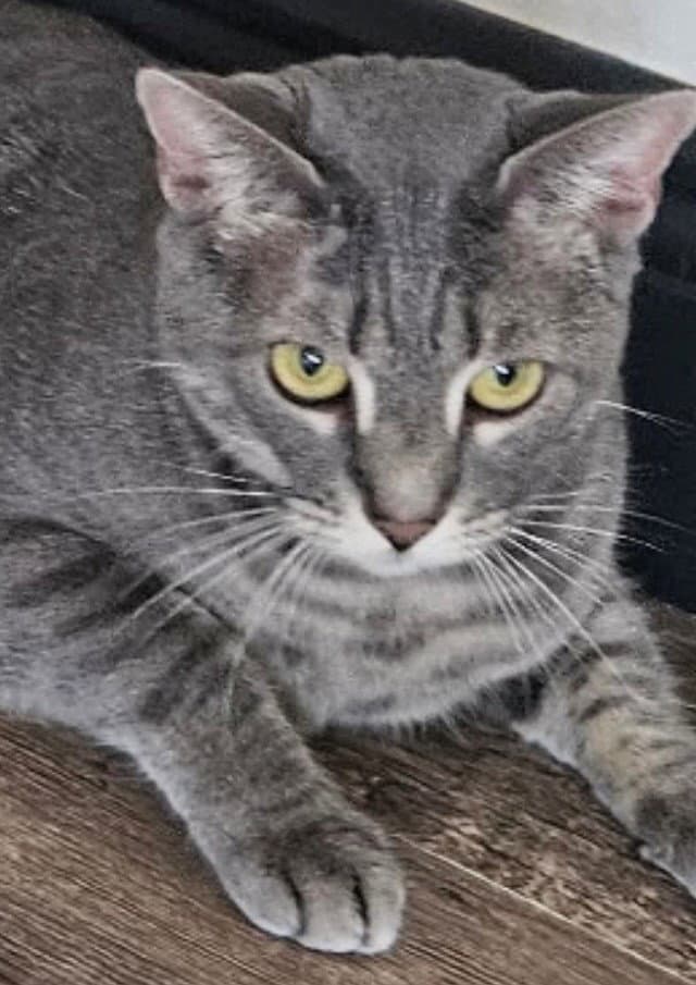 Daisy - American Shorthair