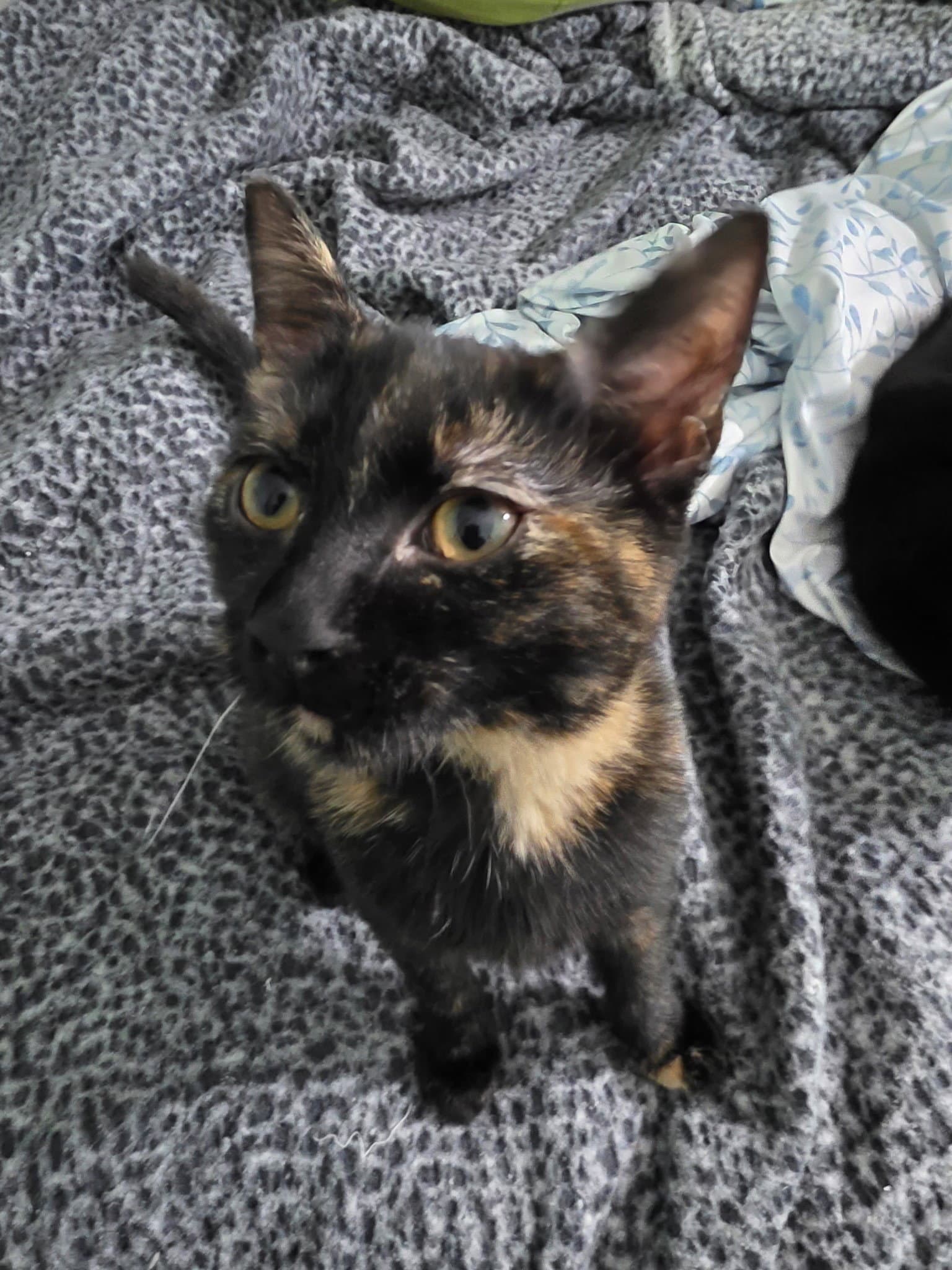 Minerva - American Shorthair