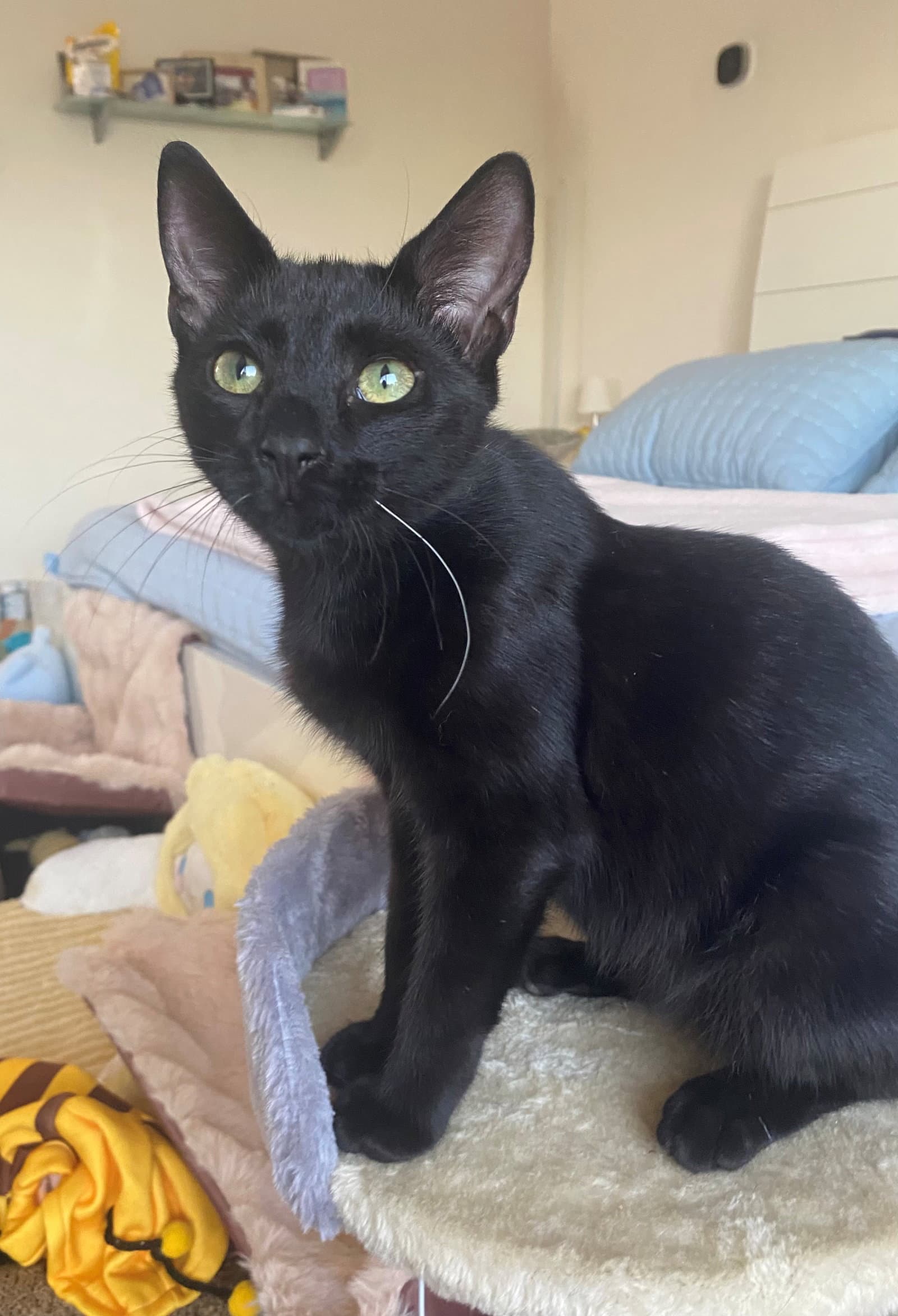 Midnight - American Shorthair