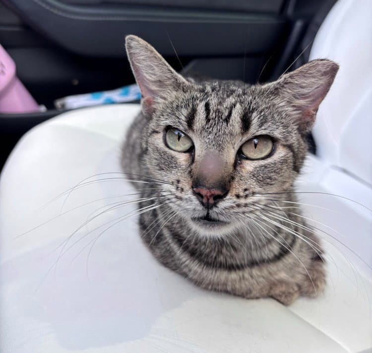 Donnie - American Shorthair