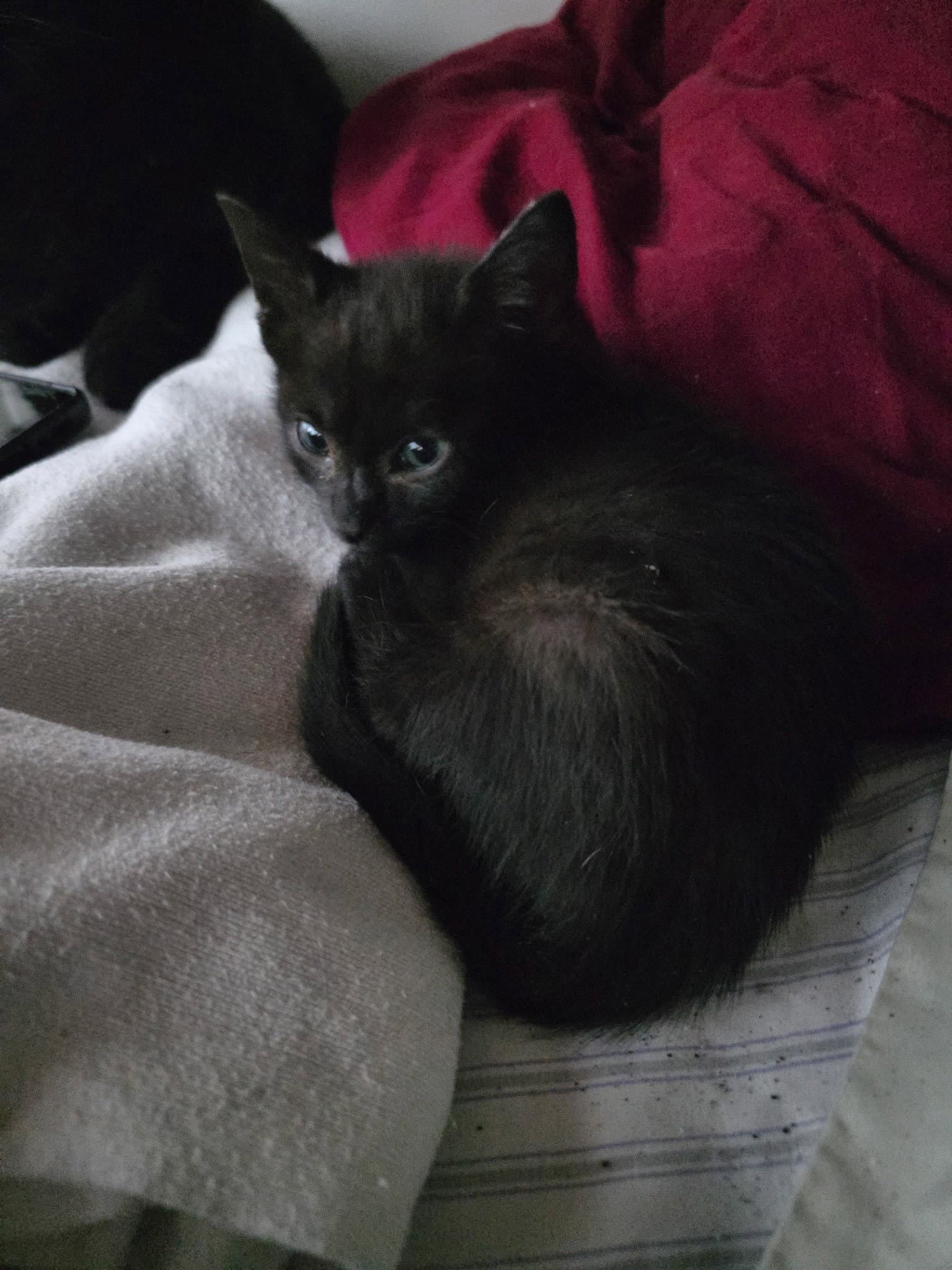 Luna - American Shorthair