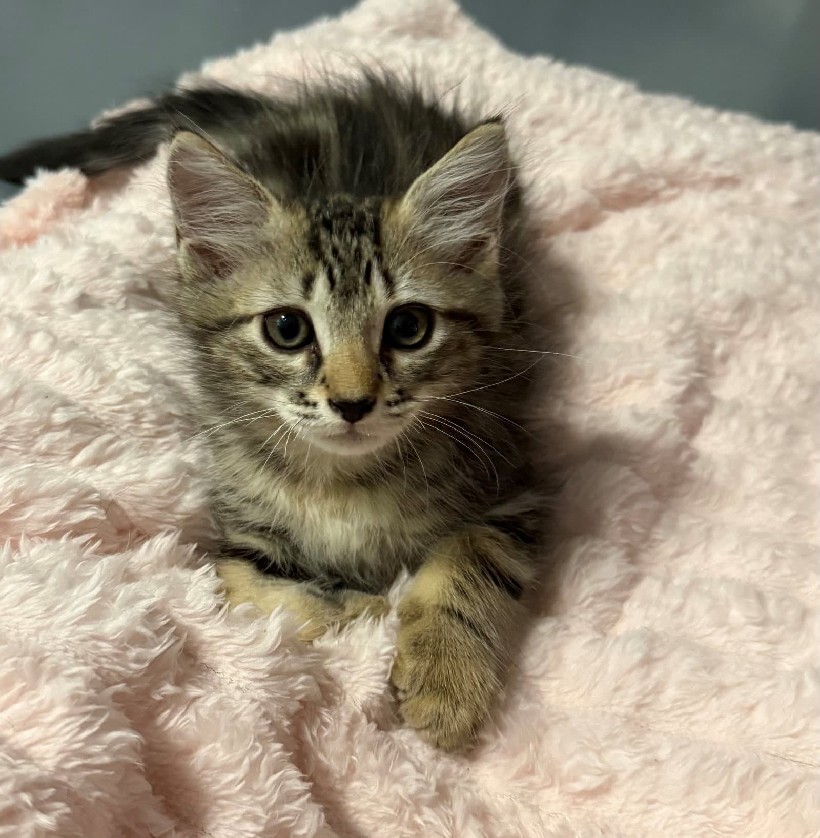 Milo - Maine Coon
