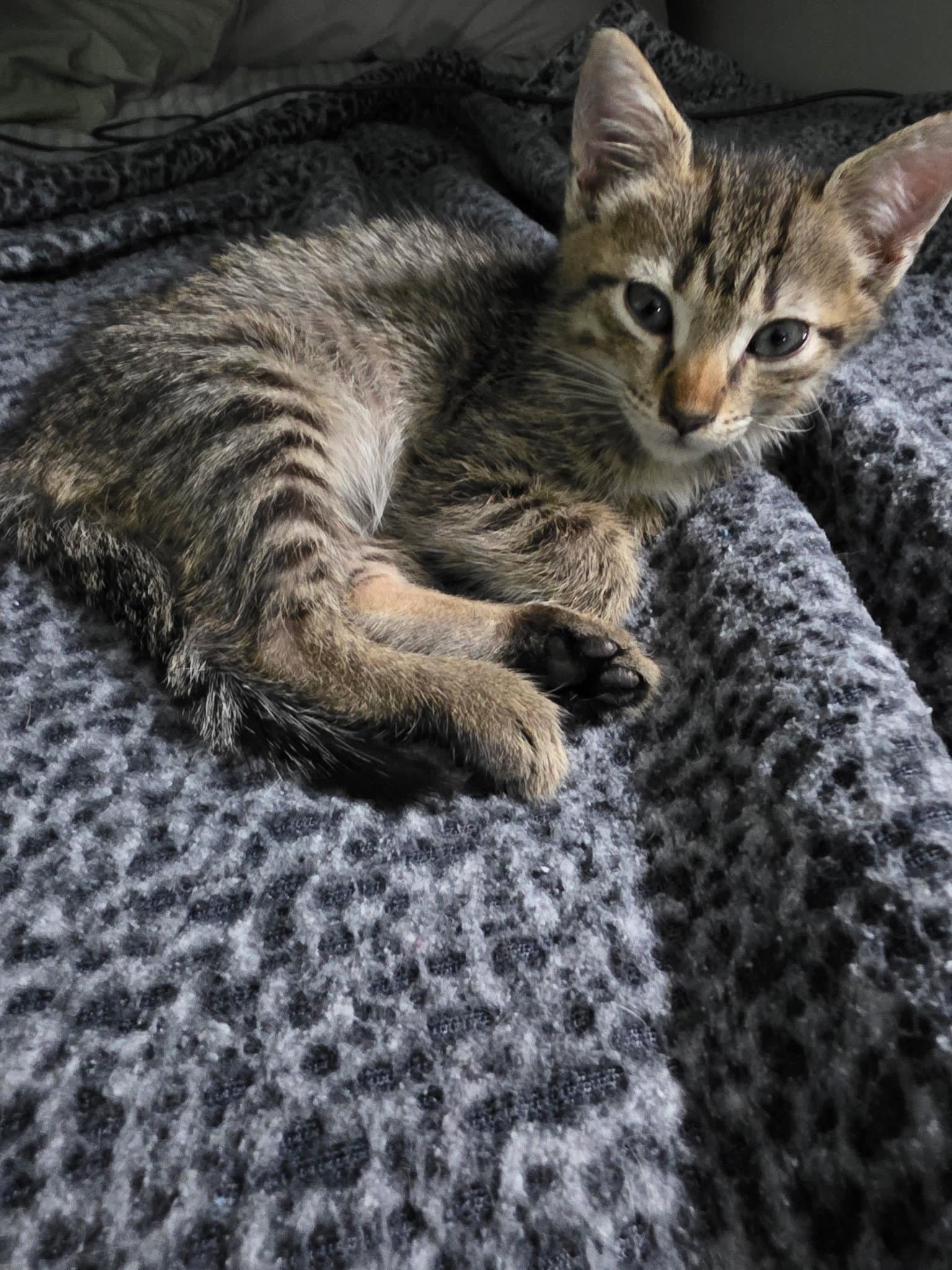 Mini - American Shorthair