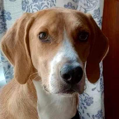 Henry - Hound