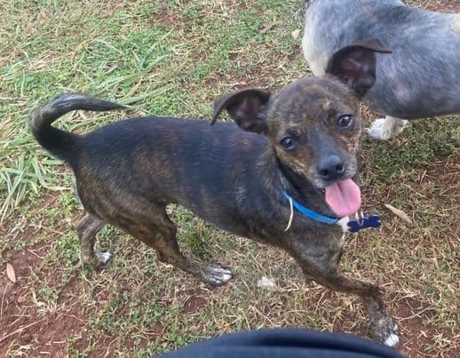 Kong - Chihuahua
