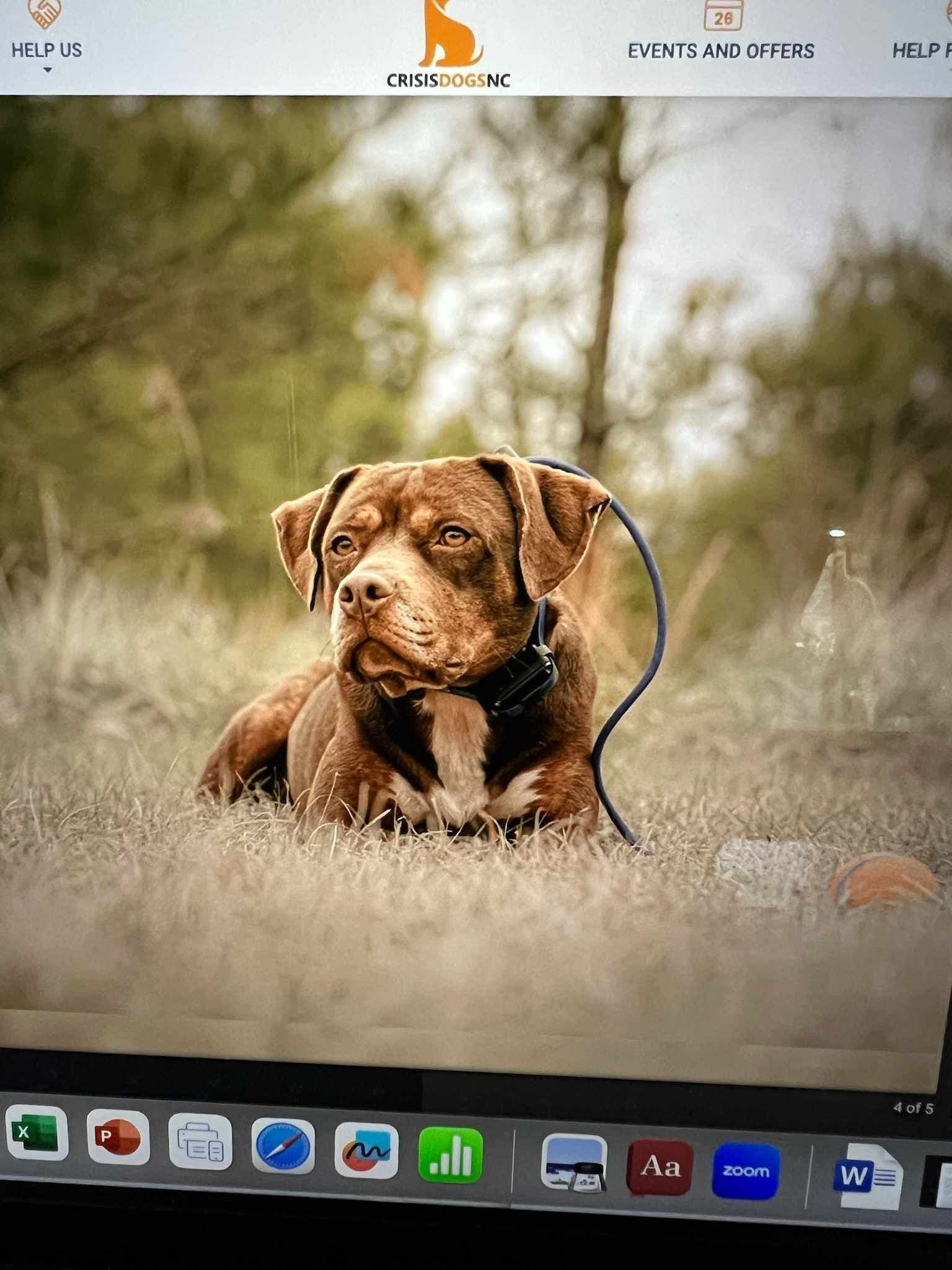 Bonnie - American Staffordshire Terrier