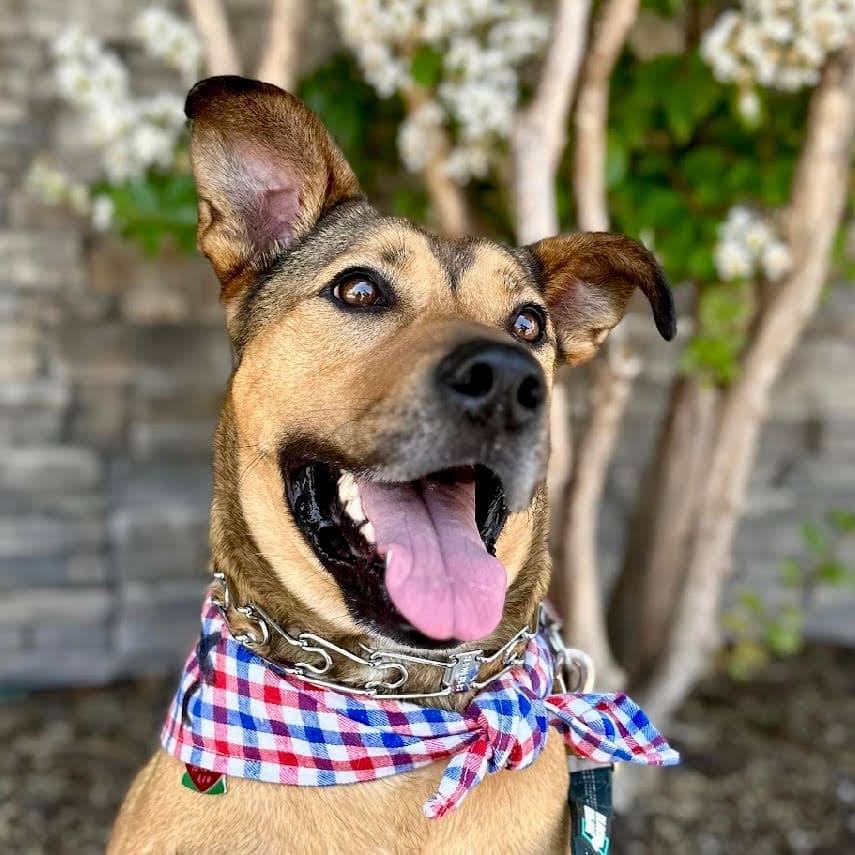 Beckham - German Shepherd Dog