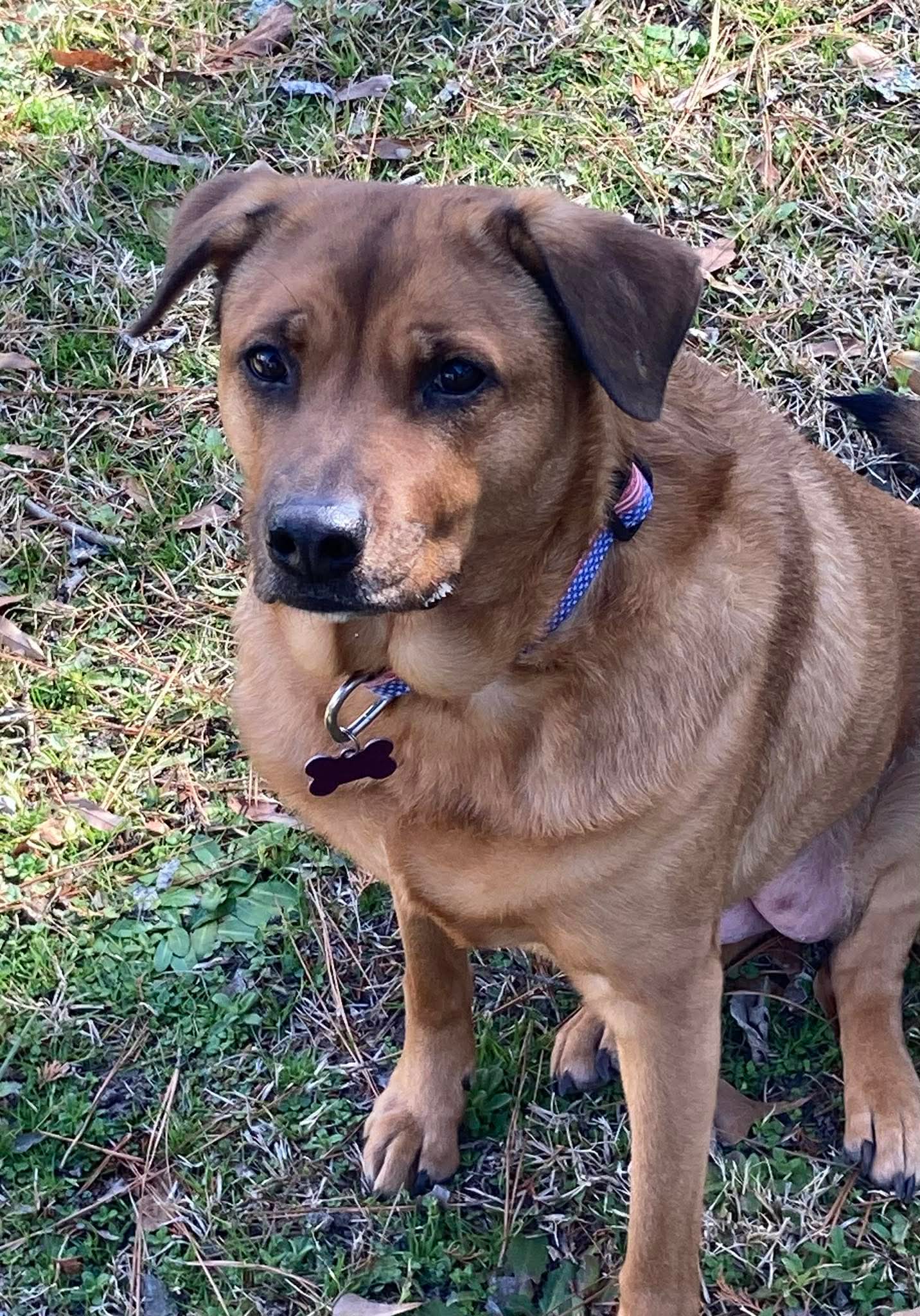 Roni - Rhodesian Ridgeback
