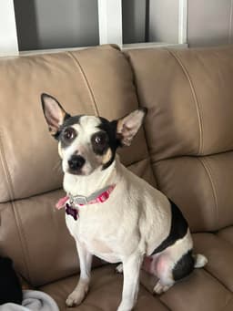Sheila image 2