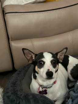 Sheila image 4