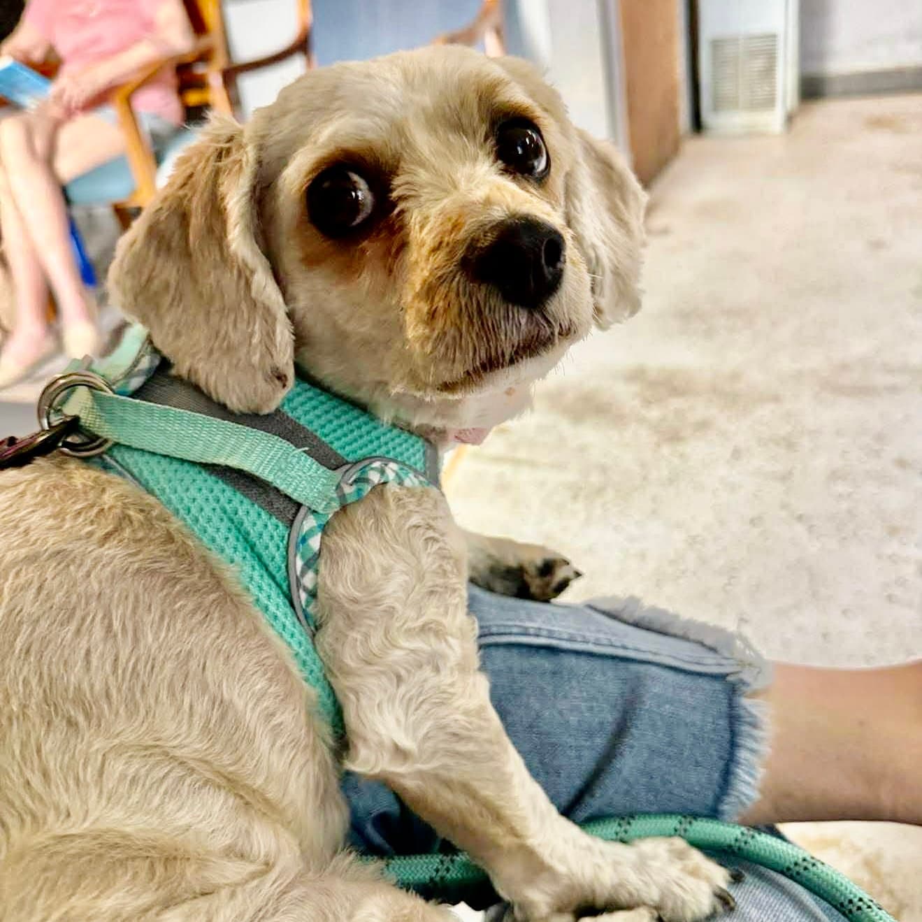 Katrina - Spaniel